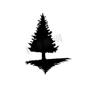 一棵松树在孤立背景下的黑色剪影。