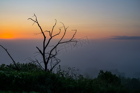 漂流木摄影照片_在有雾的黎明背景下的漂流木