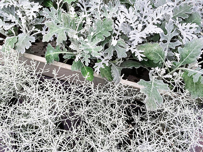 白尘摄影照片_装饰植物 Centaurea Cineraria 和 Calocephalus Brownii