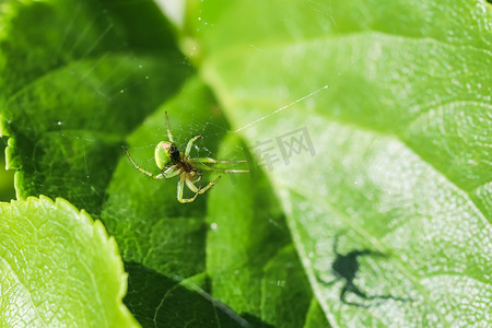 一只蟹蛛，Misumena vatia 在它的网上