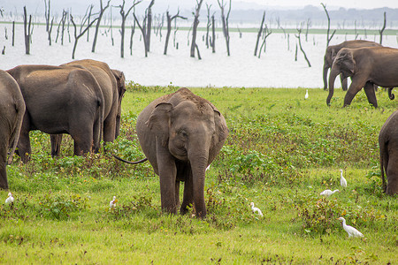 小象、成年大象和热带草原鸟类在绿地上放松。