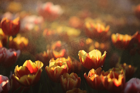 春天郁金香花摄影照片_在日落和雨滴的郁金香花