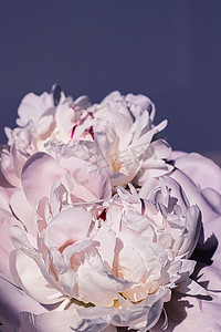 牡丹花作为奢华花卉艺术背景、婚礼装饰和活动品牌