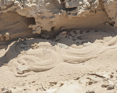 埃及沙漠毒蛇蛇在沙子中