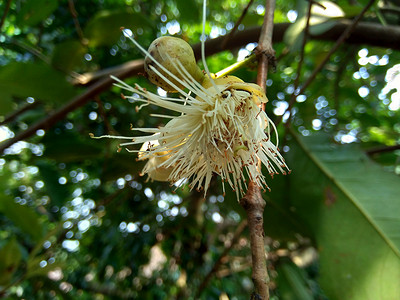 yzygium aqueum（水玫瑰苹果、水苹果、钟形果）花具有自然背景。