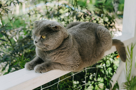 一只漂亮的猫，身上有绿色的寄生虫项圈。