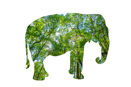 世界野生动物日森林剪影以野生动物野生动物和森林保护概念的形式