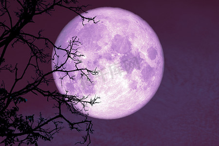 夜月摄影照片_满月虫月回到夜空中的剪影植物和树木