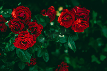 天猫艺术线条摄影照片_作为花卉背景的美丽花园中的红玫瑰