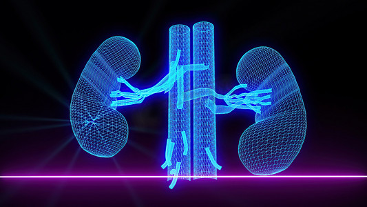 跷跷板动画摄影照片_3d 插图-肾脏医学扫描