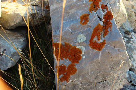 石头上覆盖着橙色地衣群落。