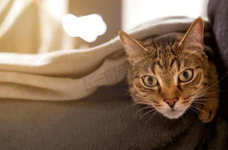沙发猫摄影照片_早上，猫蜷缩在沙发上的羊毛毯里