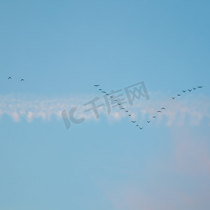 一群野鸟在蓝天上呈楔形飞行，日落时有白色和粉红色的云彩