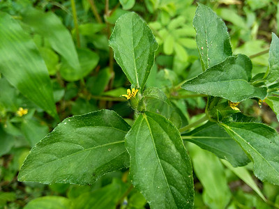 结节杂草（也称为 Synedrella nodiflora、synderella 杂草）具有自然背景。