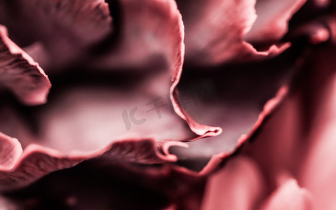 抽象花卉背景，粉红色的康乃馨花。