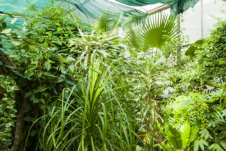 第比利斯植物园的橘园热带植物及生长