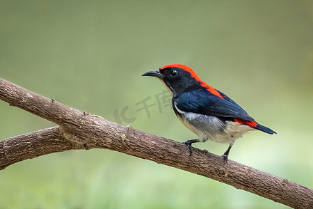 红背啄花鸟在自然背景下的图像。