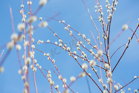 春天复活节前开花的褪色柳蓬松的枝条