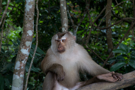 猴子的尾巴摄影照片_猴子在树枝上玩耍