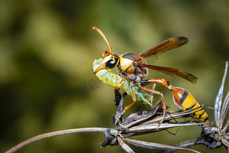 纸类。丰富多彩的摄影照片_纸黄蜂的形象正在吃蠕虫受害者。