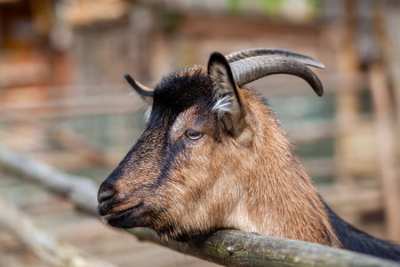 一只角山羊透过木栅栏向外张望，乞讨食物。
