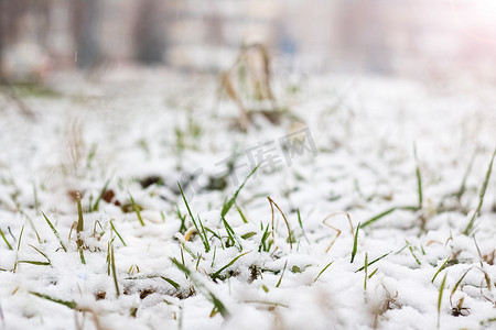 草坪下雪摄影照片_在第一场雪特写镜头下的绿草