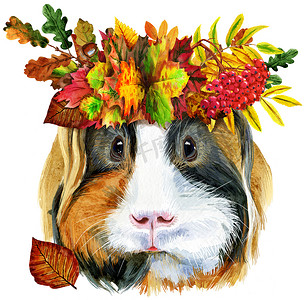 水彩花环摄影照片_Sheltie 豚鼠的水彩画像，白色背景上有叶子的花环