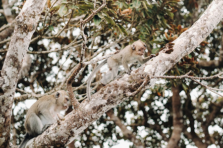 毛里求斯岛摄影照片_一只野生活猴坐在毛里求斯岛的一棵树上。毛里求斯岛丛林中的猴子