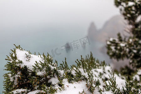 杜松树枝和锥体在雪和冰下，阴雪天。