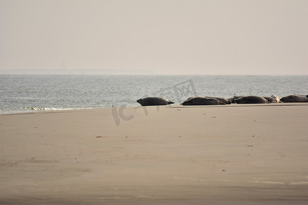雾霾天摄影照片_雾霾天沙洲上的海豹