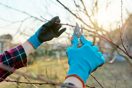 剪刀手摄影照片_春季季节性园艺，用修枝剪修剪果树
