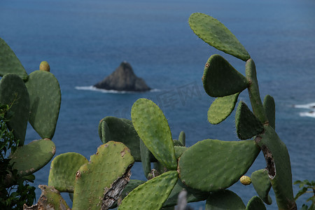 五渔村海洋公园附近的仙人掌植物。