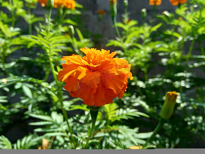 万寿菊墨西哥万寿菊,阿兹特克万寿菊,非洲万寿菊有自然背景