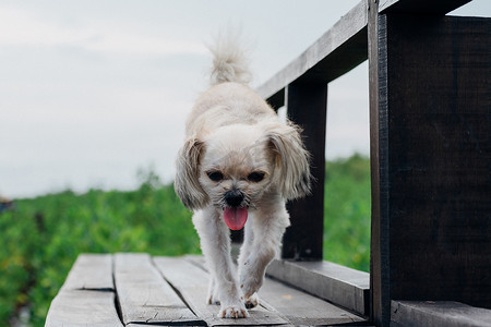 在木桥度假旅行时狗很高兴