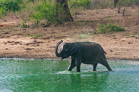 印度大象摄影照片_乌德瓦拉维国家公园的大象沐浴和饮水