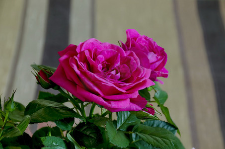 几朵新鲜的粉红玫瑰花束，包裹着粉红色的包装