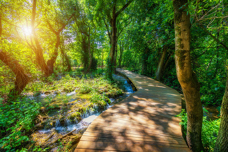 克尔卡国家公园深绿色森林中的木路。