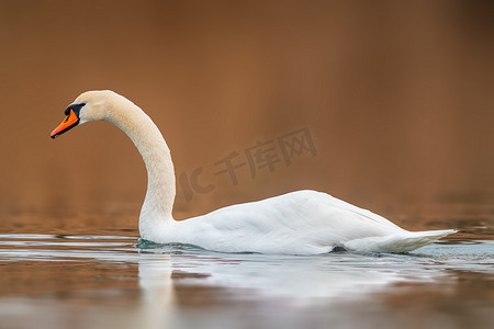 小白天鹅摄影照片_美丽的白天鹅在池塘里游泳
