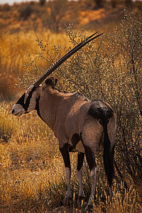 Kgalagadi 跨境公园 4508 中的单一羚羊