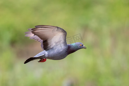 飞翔的鸽摄影照片_鸽子在自然背景下飞翔的形象。