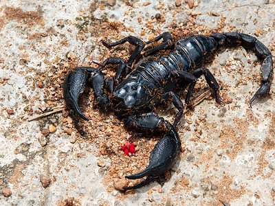 观察蚂蚁摄影照片_死黑蝎子在地上，蚂蚁在走