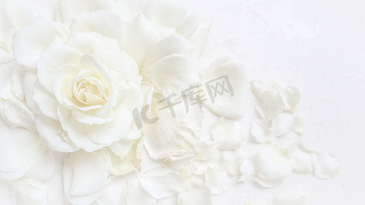 手绘花瓣底纹摄影照片_美丽的白玫瑰和白色背景上的花瓣。