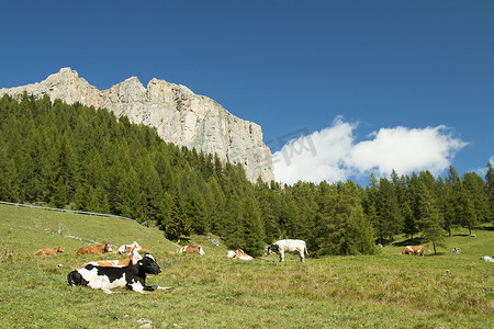 阿尔卑斯奶牛摄影照片_转畜放牧中的奶牛