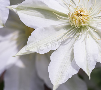 软焦点，抽象花卉背景，白色铁线莲花。