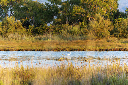 一只大白鹭正在 gialova 泻湖的浅水中涉水寻找食物。