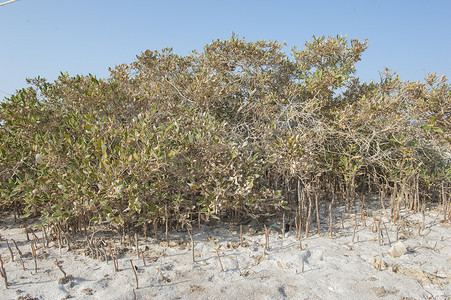 有根的红树林植物在沙滩上