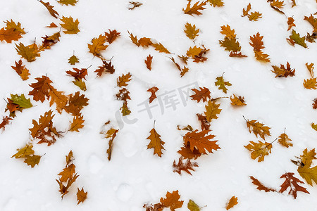 雪中​​落下的多彩枫叶