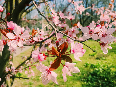 苹果树花开，春天花开