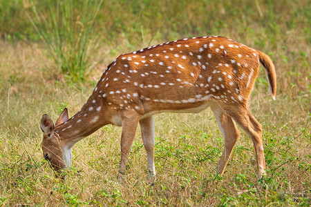 伦滕波尔国家公园的年轻雌性白鹿或梅花鹿。