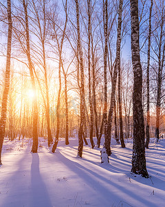 波束摄影照片_日落或日出在有冬天雪的白桦林里。